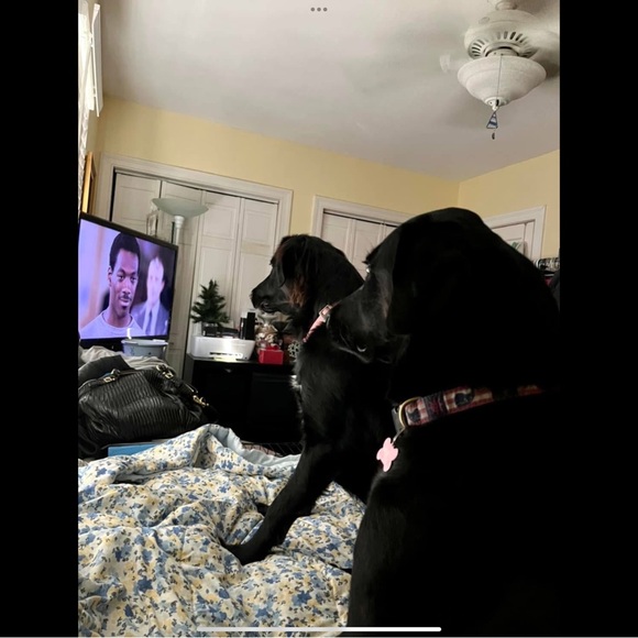 Keychain/Bag Charm For Our Fur Babies Medical Bills💕🐾💕🐾 - Picture 12 of 15